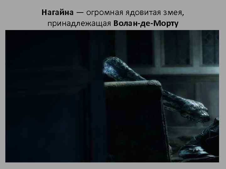Нагайна — огромная ядовитая змея, принадлежащая Волан-де-Морту «Гарри Поттер и Кубок Огня» . Первое