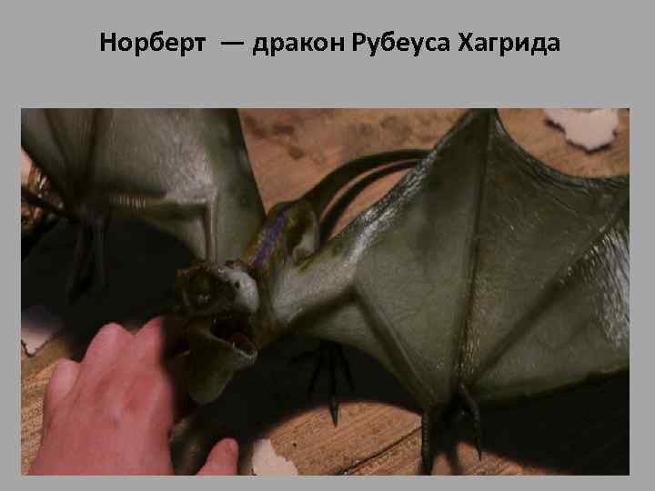 Норберт — дракон Рубеуса Хагрида • Норберт (вылупился 24 апреля 1992) — дракон Рубеуса