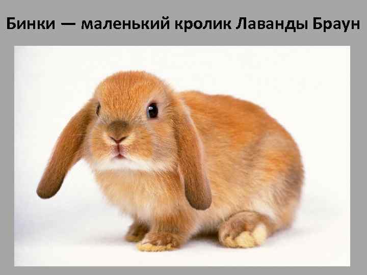 Бинки — маленький кролик Лаванды Браун • Бинки — маленький кролик Лаванды Браун. В