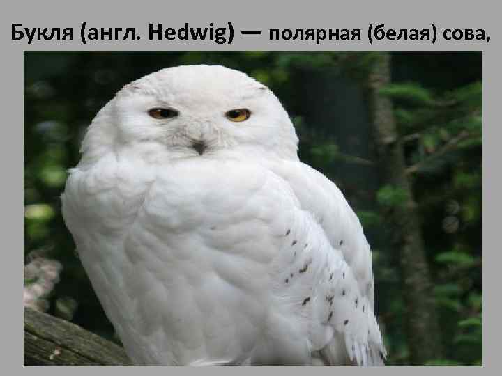 Букля (англ. Hedwig) — полярная (белая) сова, • Букля (англ. Hedwig) — полярная (белая)