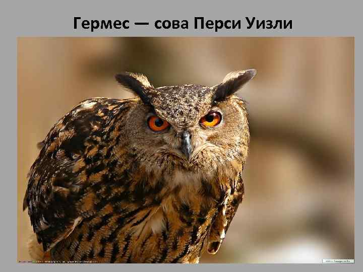 Гермес — сова Перси Уизли • Гермес — сова Перси Уизли, которую мальчику подарили