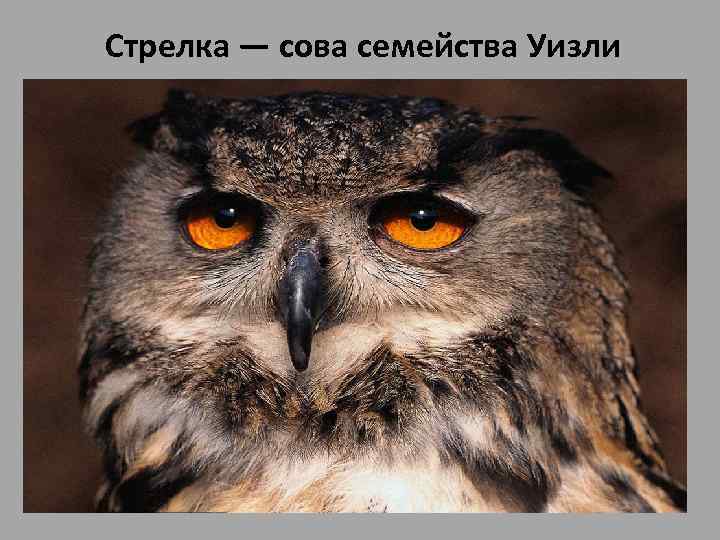 Стрелка — сова семейства Уизли • Стрелка — сова семейства Уизли, уже очень старая