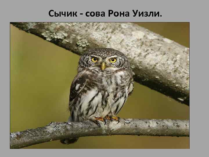 Сычик - сова Рона Уизли. • Сычик - сова Рона Уизли. Собственно говоря, это