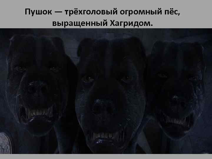 Пушок — трёхголовый огромный пёс, выращенный Хагридом. Лесничий одолжил его Дамблдору, чтобы собака охраняла