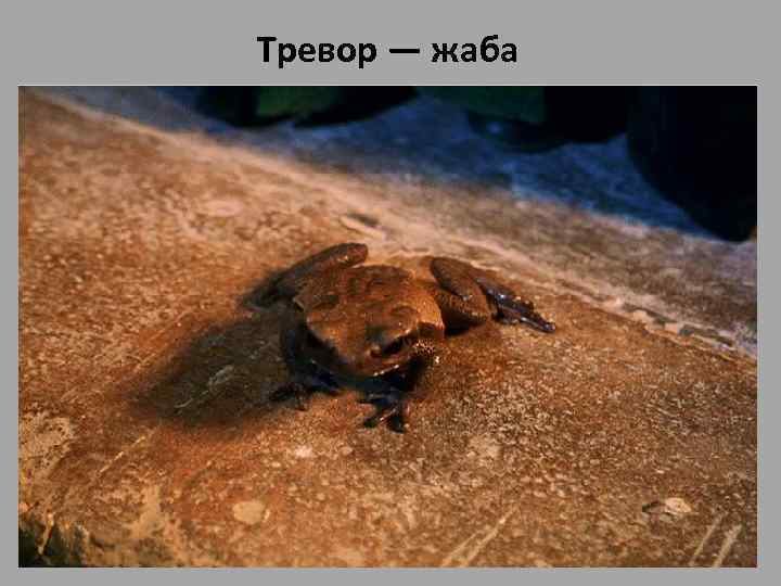 Тревор — жаба • Тревор — жаба, которую подарил Невиллу Долгопупсу его дядя Элджи