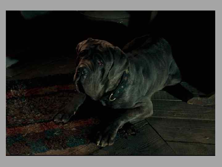  • Клык (анг. Fang) — огромная чёрная собака Рубеуса Хагрида неизвестной породы «с