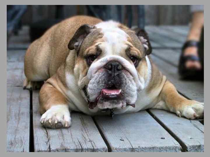  • Злыдень — любимый бульдог тётушки Мардж, такой же толстый, неаккуратный и беспардонный,