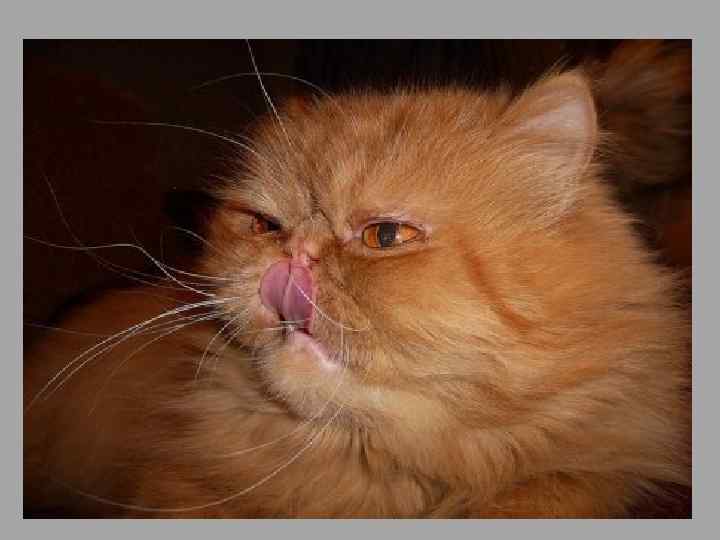  • Живоглот (англ. Crookshanks, в других переводах Криволап, Косолапсус) — кот Гермионы, которого