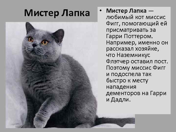 Мистер Лапка • Мистер Лапка — любимый кот миссис Фигг, помогающий ей присматривать за