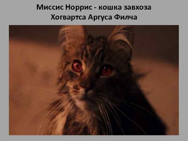 Миссис Норрис - кошка завхоза Хогвартса Аргуса Филча • Миссис Норрис - кошка завхоза