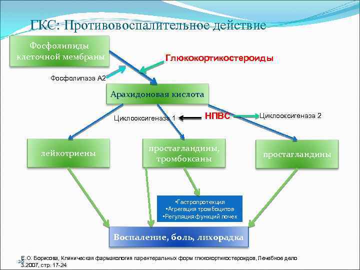 ГКС: Противовоспалительное действие Фосфолипиды клеточной мембраны Глюкокортикостероиды Фосфолипаза А 2 Арахидоновая кислота Циклооксигеназа 1