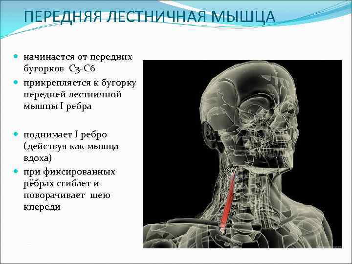 1 ребро анатомия строение. Лестничный бугорок 1 ребра. 1 ребро анатомия строение. Задняя лестничная мышца шеи анатомия. Анатомические структуры первого ребра.