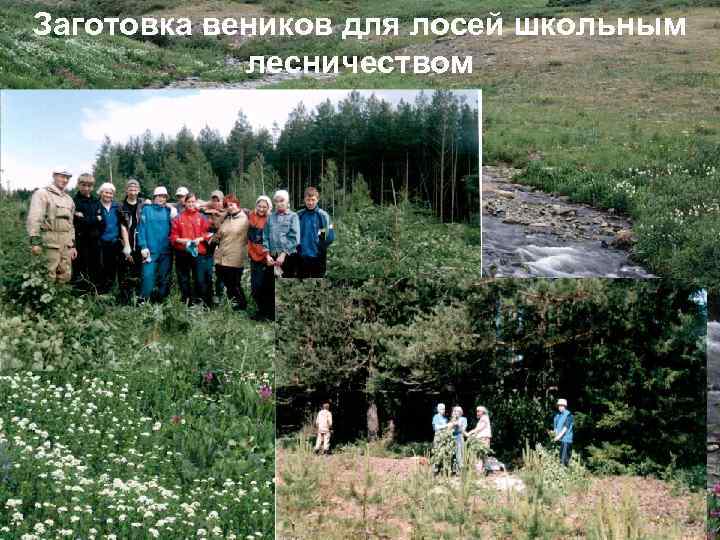 Заготовка веников для лосей школьным лесничеством 