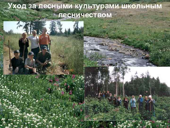 Уход за лесными культурами школьным лесничеством 