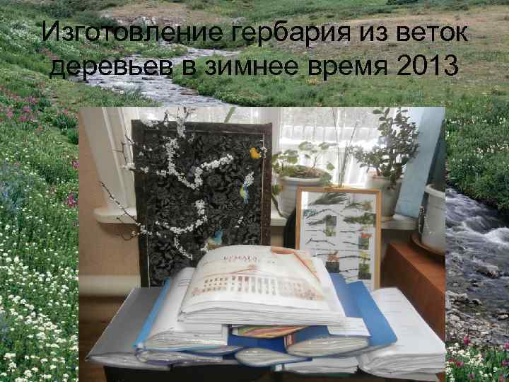 Изготовление гербария из веток деревьев в зимнее время 2013 