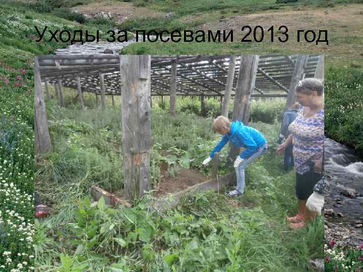 Уходы за посевами 2013 год 