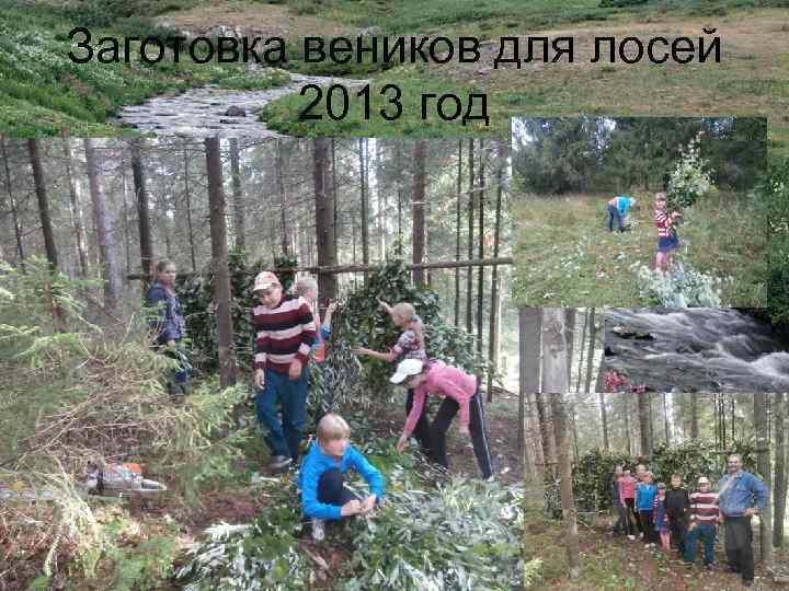 Заготовка веников для лосей 2013 год 