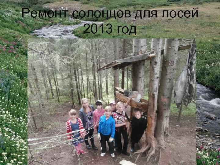 Ремонт солонцов для лосей 2013 год 