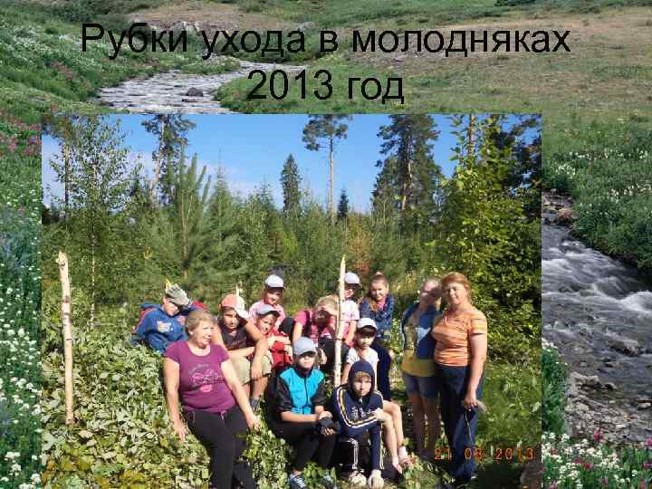 Рубки ухода в молодняках 2013 год 