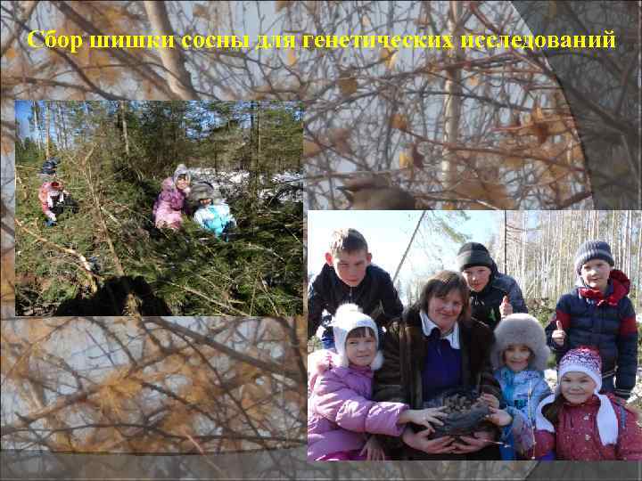 Сбор шишки сосны для генетических исследований 