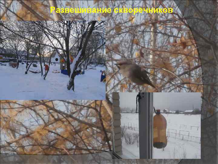 Развешивание скворечников 