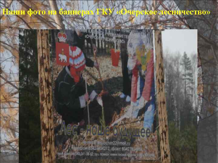 Наши фото на баннерах ГКУ «Очерское лесничество» 
