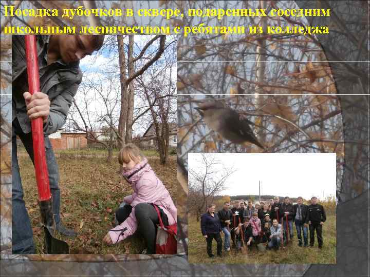 Посадка дубочков в сквере, подаренных соседним школьным лесничеством с ребятами из колледжа 