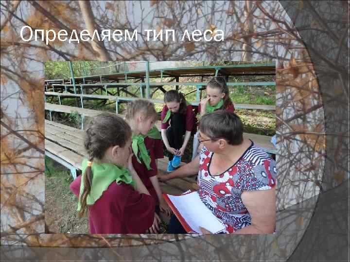 Определяем тип леса 