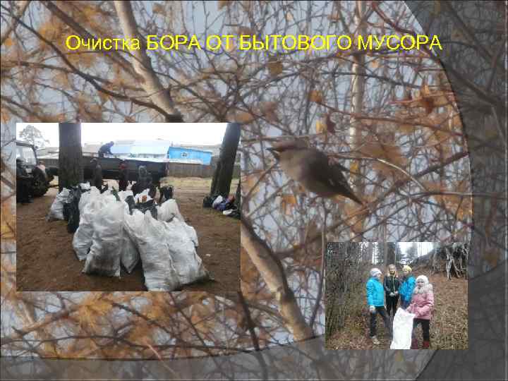 Очистка БОРА ОТ БЫТОВОГО МУСОРА 