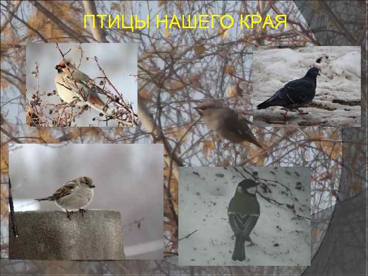 ПТИЦЫ НАШЕГО КРАЯ 