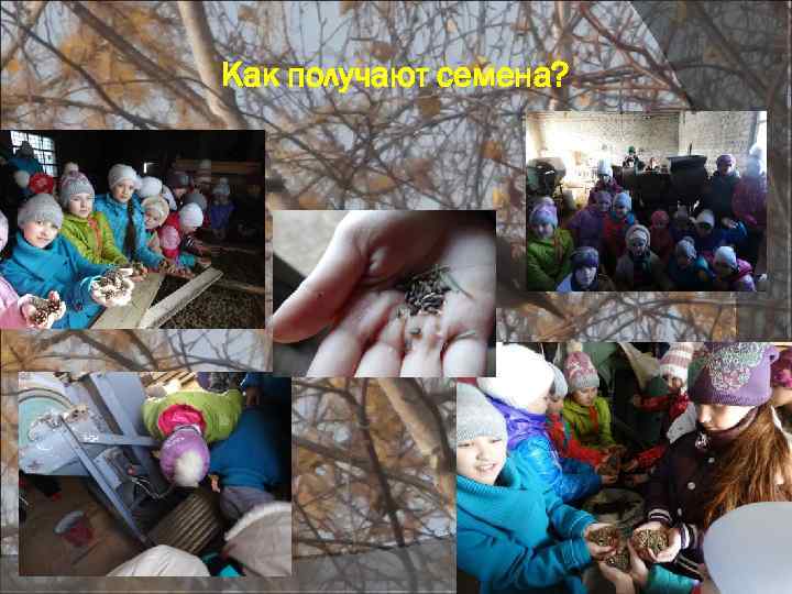 Как получают семена? 