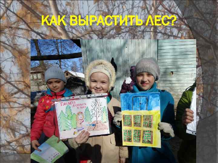 КАК ВЫРАСТИТЬ ЛЕС? 