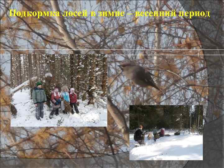 Подкормка лосей в зимне – весенний период 