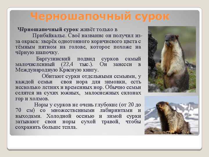    Черношапочный сурок Чёрношапочный сурок живёт только в    Прибайкалье.