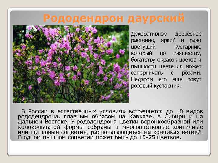   Рододендрон даурский      Декоративное древесное   