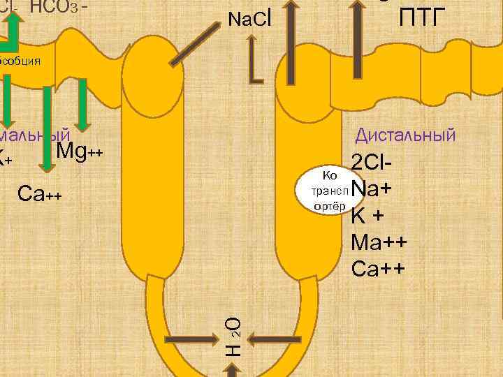 Cl- HCO 3 - Na. Cl ПТГ бсобция мальный Mg++ 2 Cl. Ко трансп