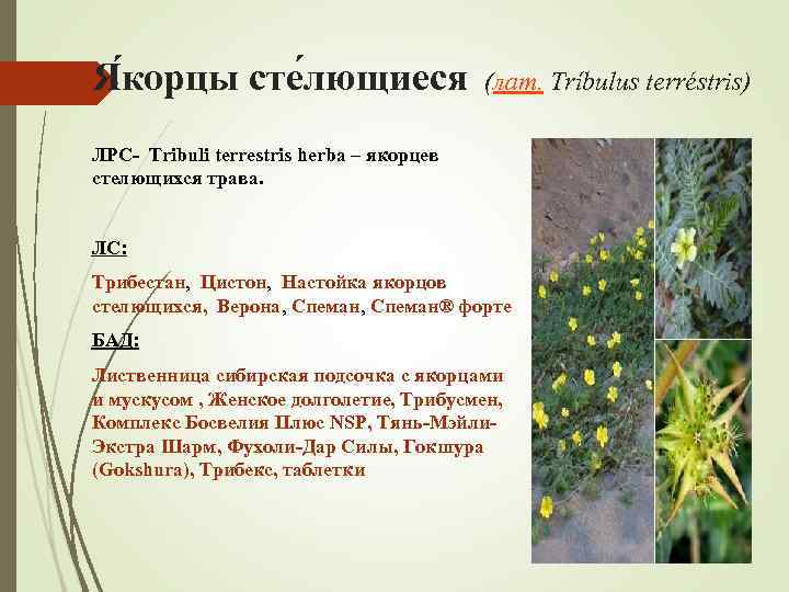  Я корцы сте лющиеся (лат. Tríbulus terréstris) ЛРС- Tribuli terrestris herba – якорцев