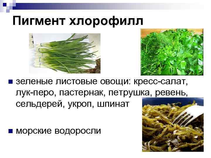 Пигмент хлорофилл n зеленые листовые овощи: кресс-салат, лук-перо, пастернак, петрушка, ревень, сельдерей, укроп, шпинат