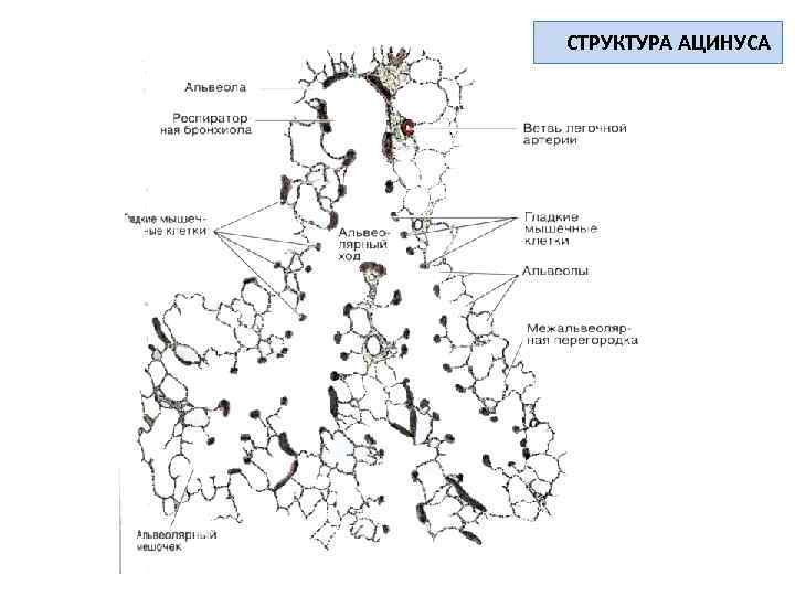 Схема строения ацинуса легкого