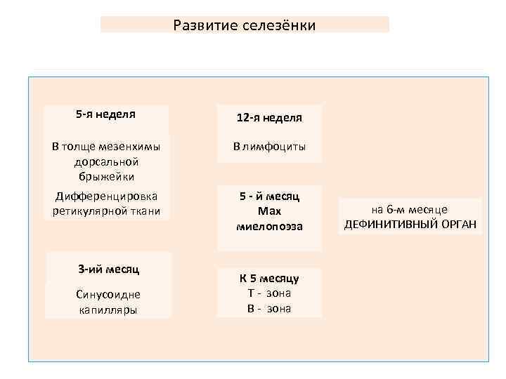 Развитие селезёнки 5 -я неделя 12 -я неделя В толще мезенхимы дорсальной брыжейки В