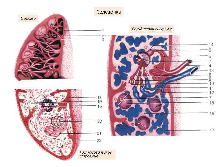 Селезенка Строма Сосудистая система Гистологическое строение 