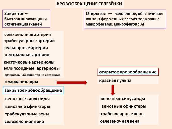 Кровоснабжение селезенки схема