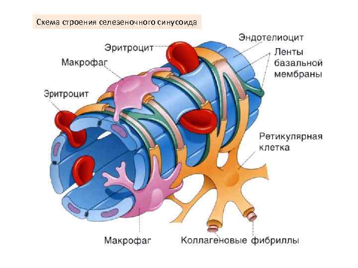 Схема строения селезеночного синусоида 