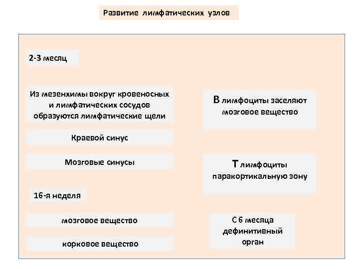 Развитие лимфатических узлов 2 -3 месяц Из мезенхимы вокруг кровеносных и лимфатических сосудов образуются