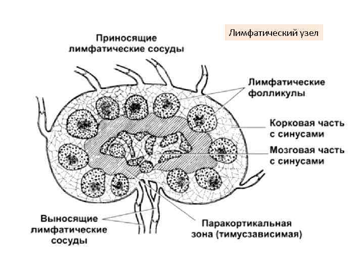 Лимфатический узел 