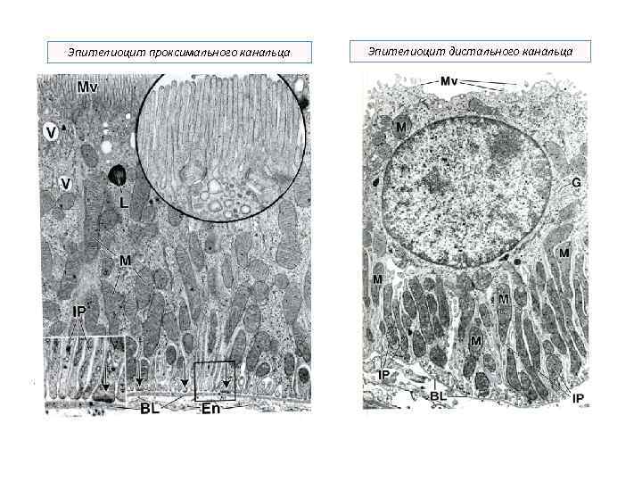 Эпителиоцит проксимального канальца Эпителиоцит дистального канальца 