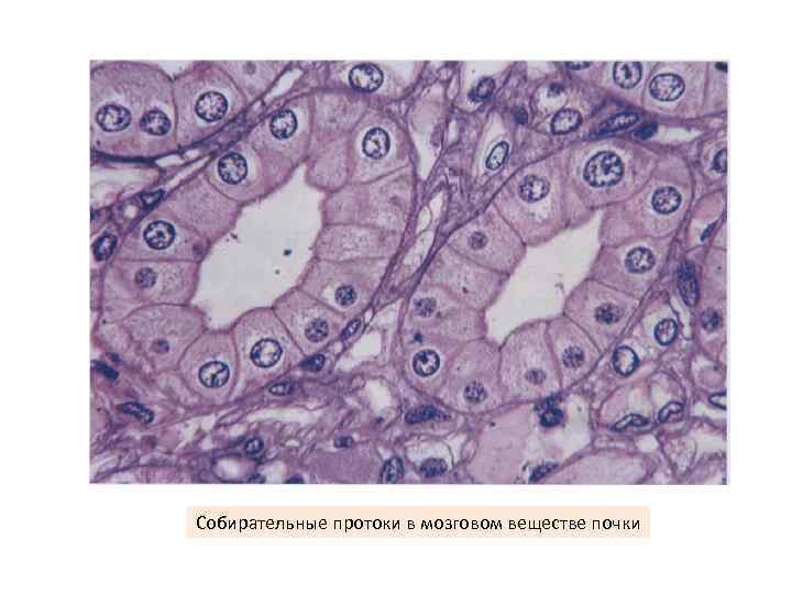 Собирательные протоки в мозговом веществе почки 