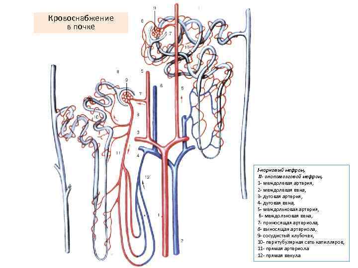 Кровоснабжение в почке I-корковый нефрон, II- околомозговой нефрон, 1 - междолевая артерия, 2 -