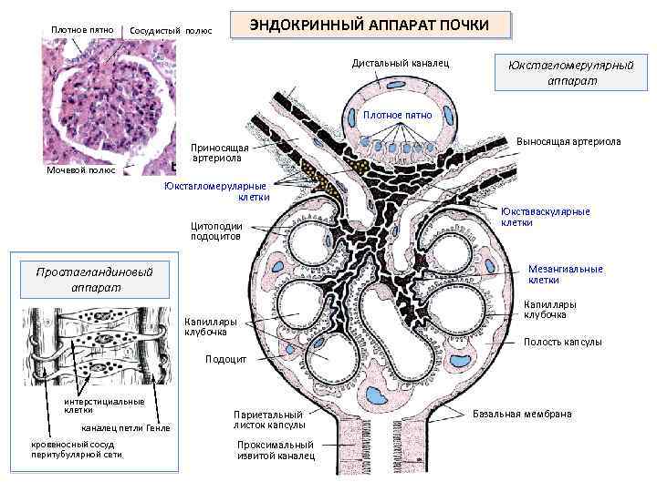 Плотное пятно ЭНДОКРИННЫЙ АППАРАТ ПОЧКИ Сосудистый полюс Дистальный каналец Юкстагломерулярный аппарат Плотное пятно Приносящая