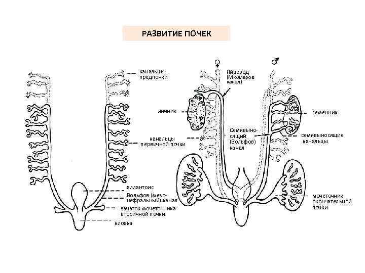 РАЗВИТИЕ ПОЧЕК канальцы предпочки Яйцевод (Мюллеров канал) яичник канальцы первичной почки аллантоис Вольфов (мезонефральный)